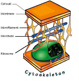 1717_cytoskeleton.png