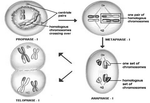 171_Anaphase of karyokinesis.png