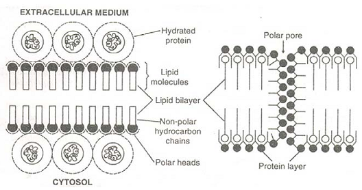 171_lamellar model.png