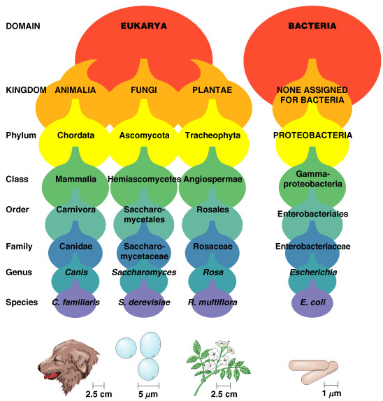 1725_Taxonomy.png