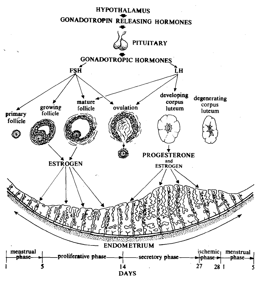 1726_reproductive cycle.png