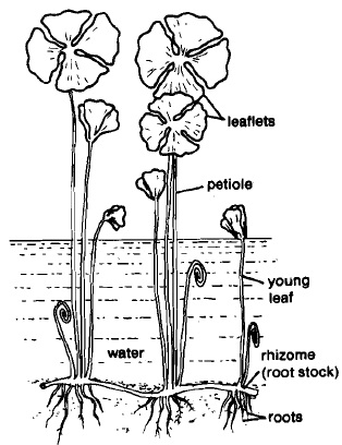 172_rooted hydrophytes.jpg