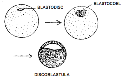 1732_blastula.png