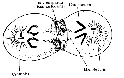 1744_Cytosketal Mechanism.png