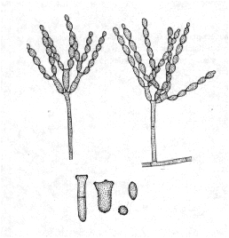 1750_Cladosporium.png