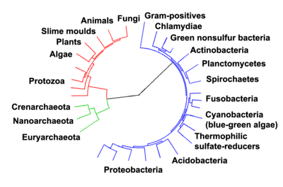 1766_Taxonomy and structure.png