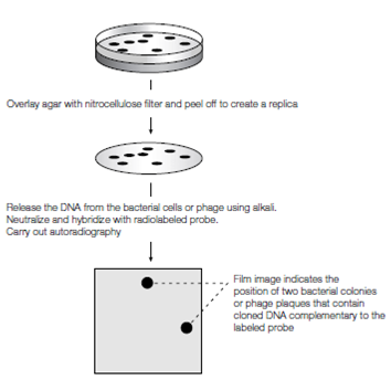 1767_Screening DNA libraries.png