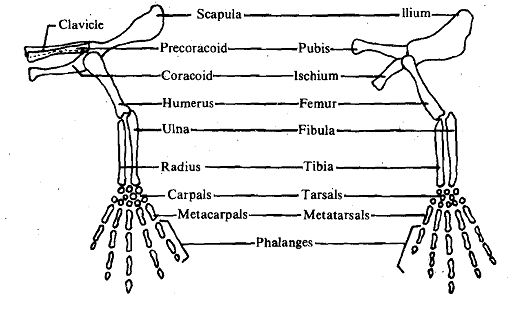 1772_Basic structural pattern of limbs.png