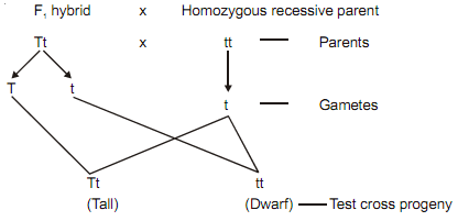 1773_monohybrid test cross.png