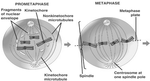 1777_Chromosomes with spindle fiber.png