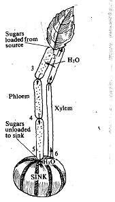 1781_Munch Pressure Flow Model.png