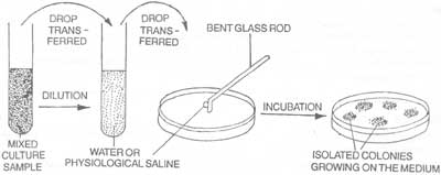 1782_Spread Plate Method.png