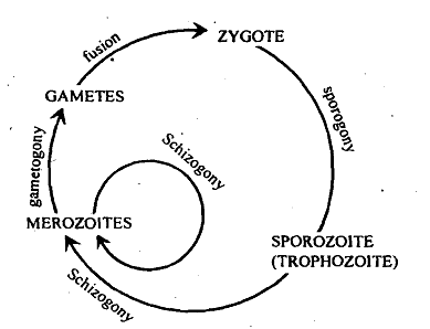 1788_Life cycle of sporozoans.png