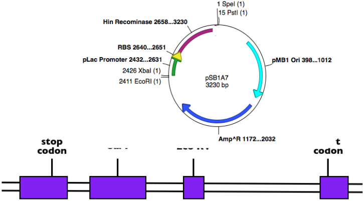 1791_Map of plasmid and a human gene.png