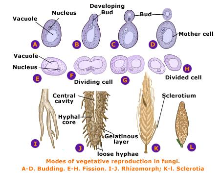 1804_Fungal structure and growth.png