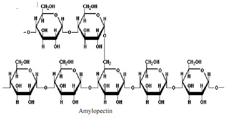 1825_Amylopectin.png