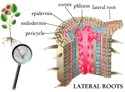 1843_lateral roots.png