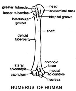 184_humerus.png