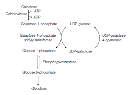 1856_Metabolism of fructose1.png