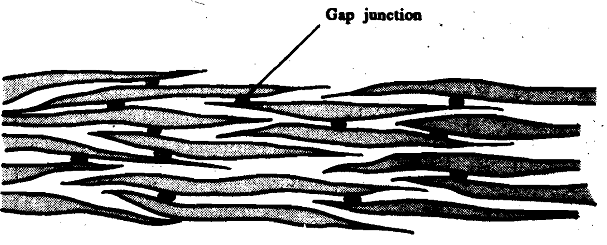 1860_Smooth Muscles.png