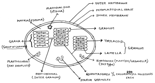 1863_chloroplast.png