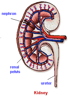 1875_kidney.png