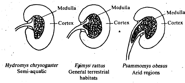 1879_Ability of Mammalian Kidney.png