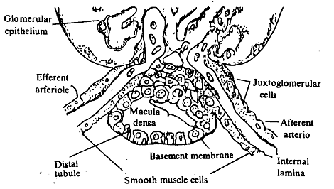 1896_Juxtaglomerular apparatus.png