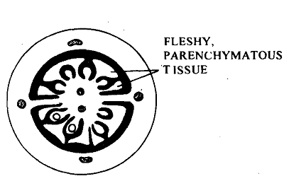 1898_Berry – Development of Seed.png