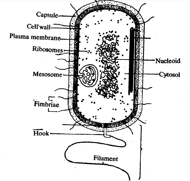 1903_bacteria.jpg