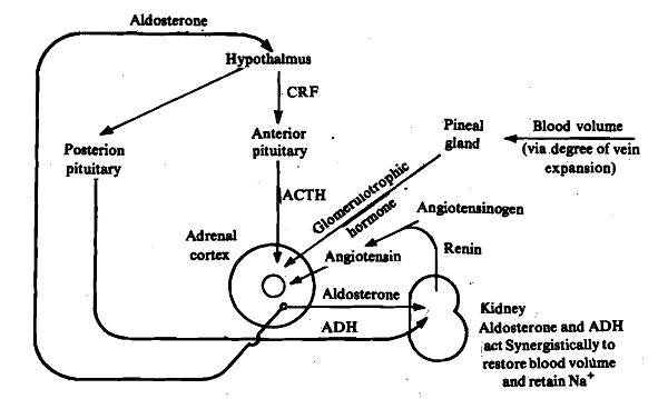 1905_Angiotensin - Vertebrates.png