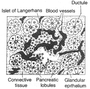 1909_pancreas.png