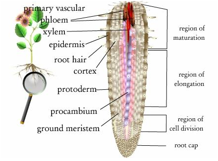 1914_Primary Growth in Roots.png