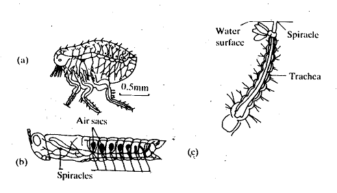 1926_Tracheoles.png