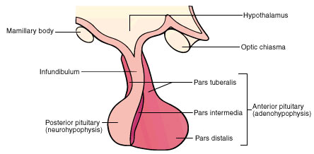 1930_Posterior Pituitary.jpg