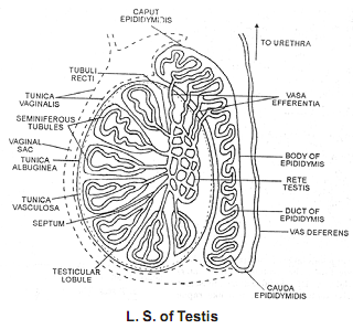 1933_testis1.png