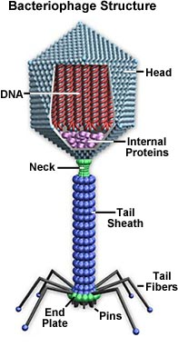 1937_Bacteriophages.png