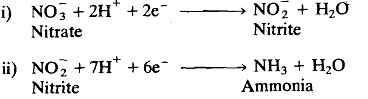 1939_Biochemical Reactions - Nitrate Assimilation.png