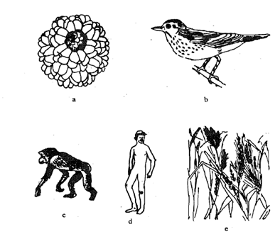 1958_Concept of Development of binomial nomenclature.png