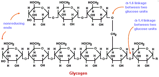 1974_glycogen.png