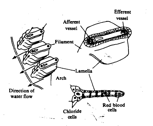 197_Body Fluids of Marine Teleost.png