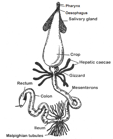 1982_digestive system of cockroach.png