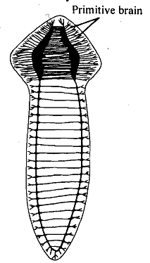 198_Platyhelminthes.png