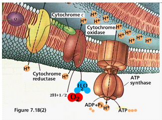 1993_chemiosmosis.png