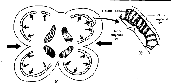 1998_Endothecium.png