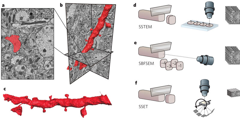 1998_Neuroanatomy imaging technologies.png