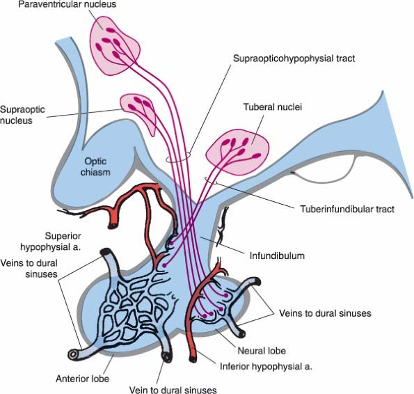 200_Anatomy and connections of the hypothalamus.png