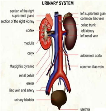 2024_Structure of the urinary system.png