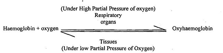 2033_Functions of Respiratory Pigments.png