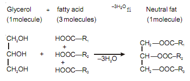 2036_neutral fats and oils.png